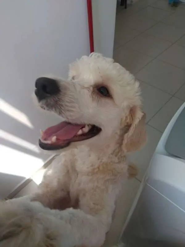 Cachorro ra a Poodle idade 7 a 11 meses nome Thor