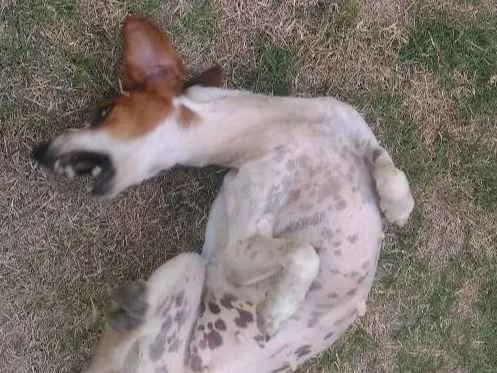 Cachorro ra a Vira lata idade 5 anos nome Lola