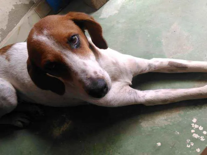 Cachorro ra a Vira lata idade 5 anos nome Lola