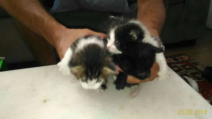 Gato ra a RND idade Abaixo de 2 meses nome Gatineos