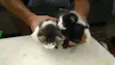 Gatineos