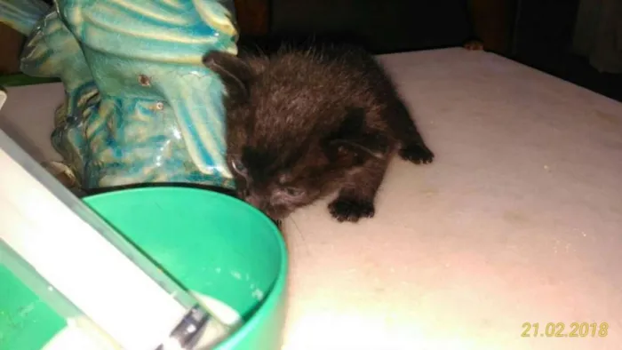 Gato ra a RND idade Abaixo de 2 meses nome Gatineos