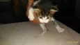 Gatineos