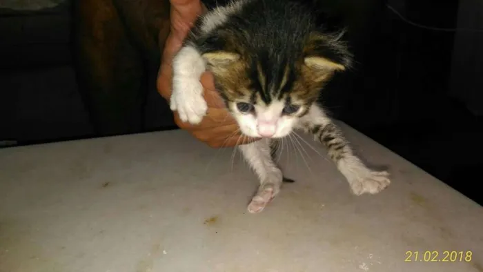 Gato ra a RND idade Abaixo de 2 meses nome Gatineos