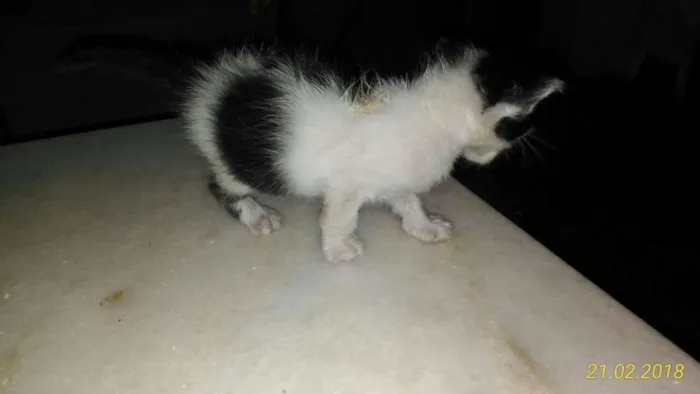 Gato ra a RND idade Abaixo de 2 meses nome Gatineos