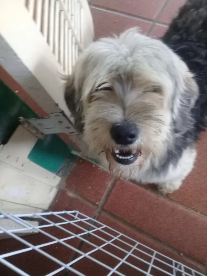 Cachorro ra a SRD  idade  nome Valentino e Vitória 