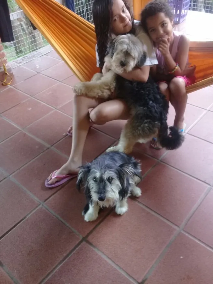 Cachorro ra a SRD  idade  nome Valentino e Vitória 