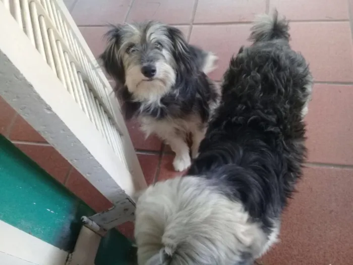 Cachorro ra a SRD  idade  nome Valentino e Vitória 