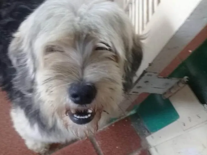 Cachorro ra a SRD  idade  nome Valentino e Vitória 