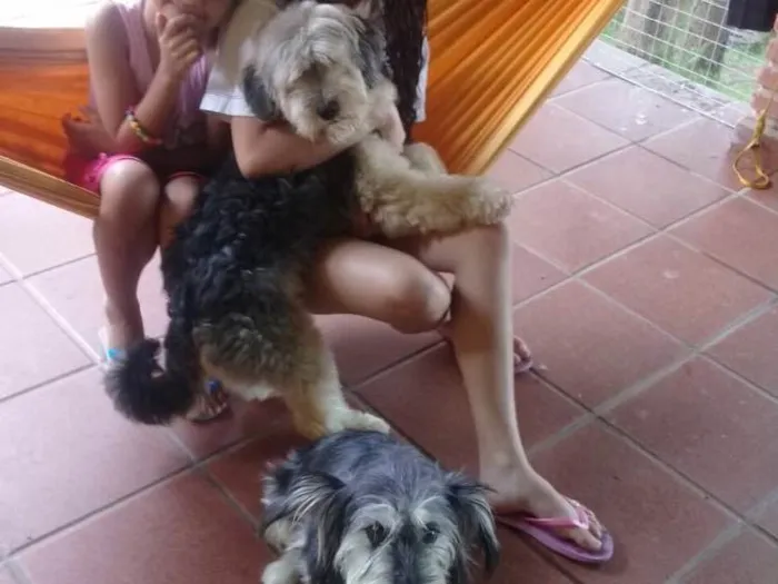 Cachorro ra a SRD  idade  nome Valentino e Vitória 
