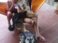 Valentino e Vitória