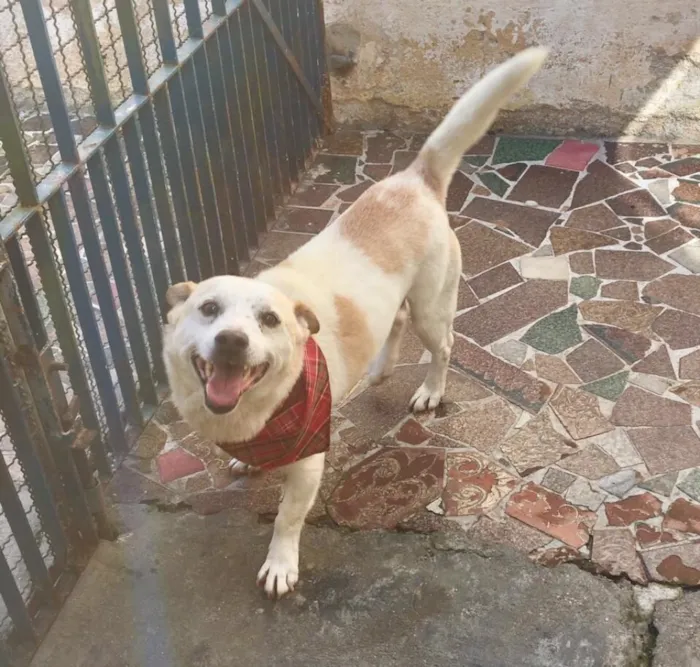 Cachorro ra a SRD  idade 3 anos nome Billy
