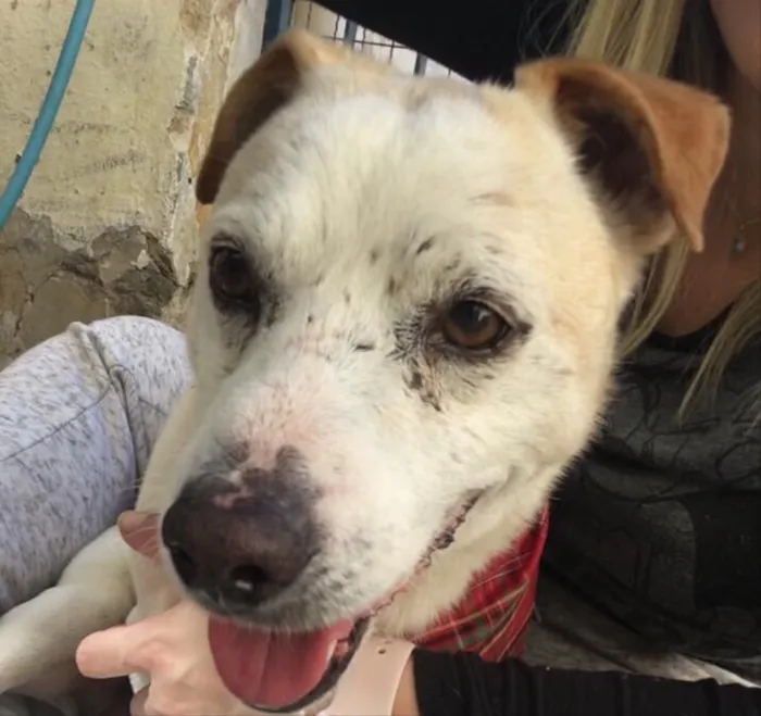 Cachorro ra a SRD  idade 3 anos nome Billy
