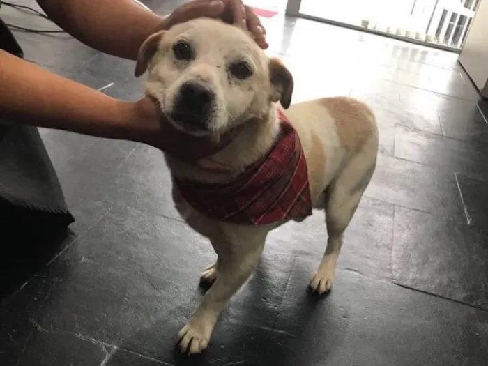 Cachorro ra a SRD  idade 3 anos nome Billy