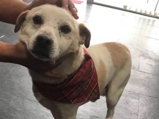 Cachorro ra a SRD  idade 3 anos nome Billy