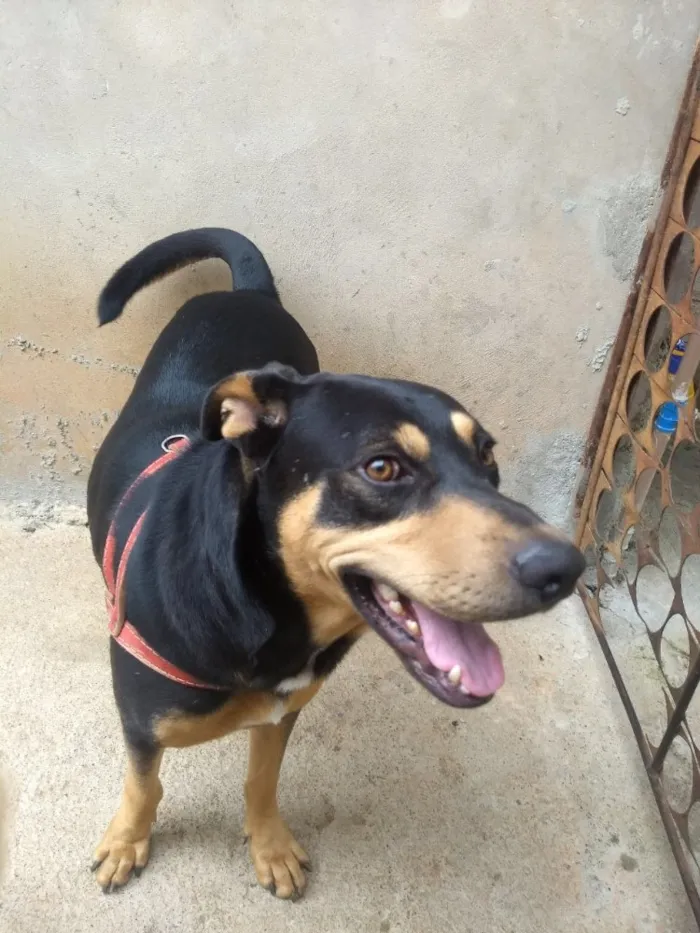 Cachorro ra a Mestiço( Rotweiler) idade 2 anos nome Thor 