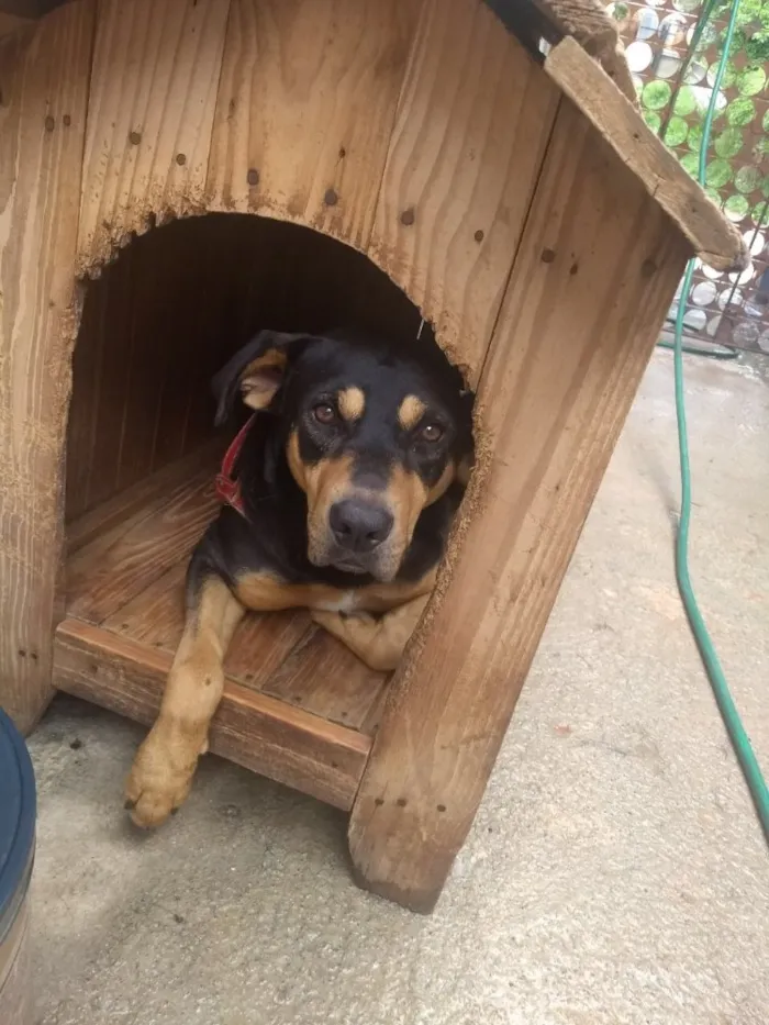 Cachorro ra a Mestiço( Rotweiler) idade 2 anos nome Thor 