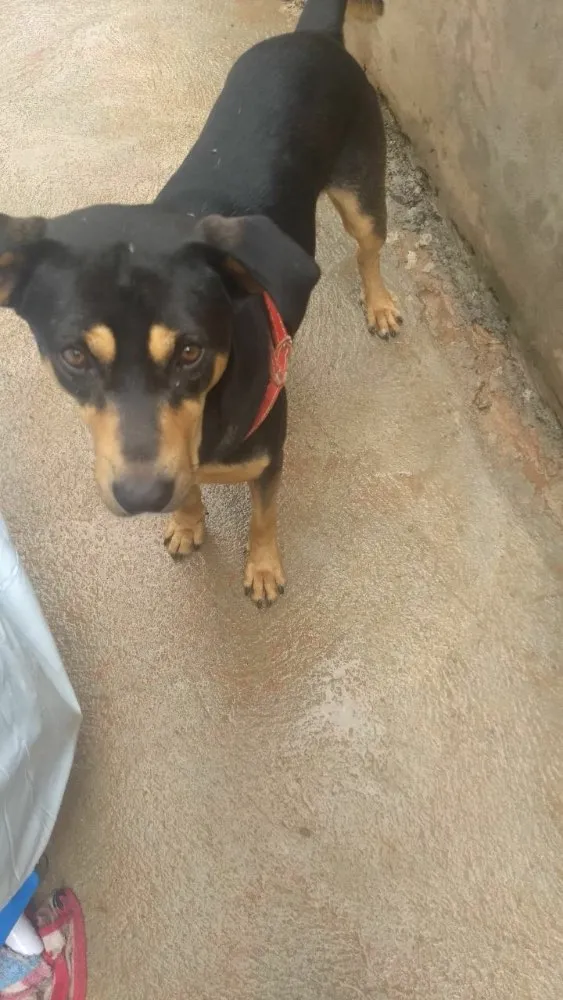 Cachorro ra a Mestiço( Rotweiler) idade 2 anos nome Thor 