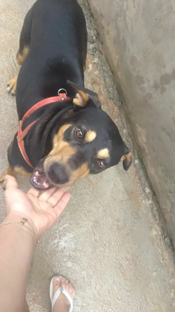 Cachorro ra a Mestiço( Rotweiler) idade 2 anos nome Thor 