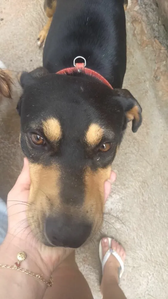 Cachorro ra a Mestiço( Rotweiler) idade 2 anos nome Thor 