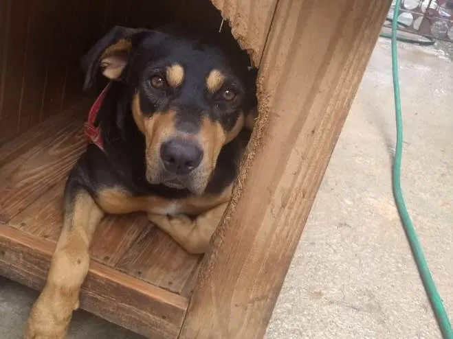 Cachorro ra a Mestiço( Rotweiler) idade 2 anos nome Thor 