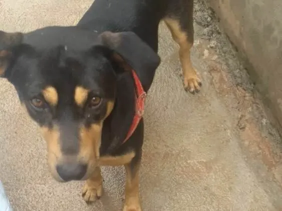 Cachorro ra a Mestiço( Rotweiler) idade 2 anos nome Thor 