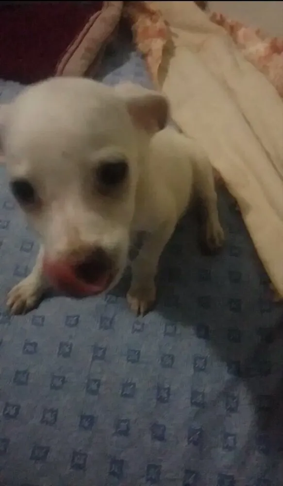 Cachorro ra a SRD  idade 2 a 6 meses nome Filhote 