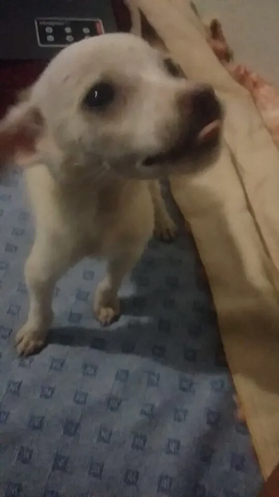 Cachorro ra a SRD  idade 2 a 6 meses nome Filhote 