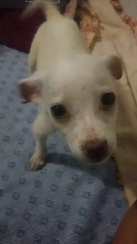 Cachorro ra a SRD  idade 2 a 6 meses nome Filhote 
