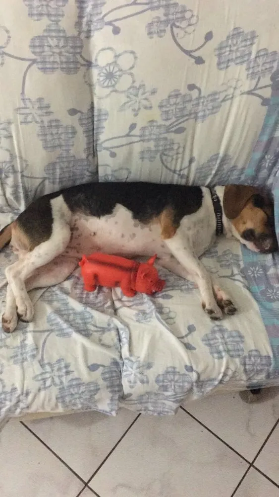 Cachorro ra a Beagle  idade 1 ano nome Amora 