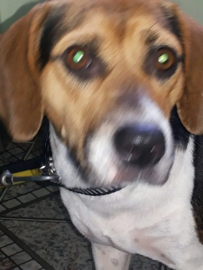 Cachorro ra a Beagle  idade 1 ano nome Amora 