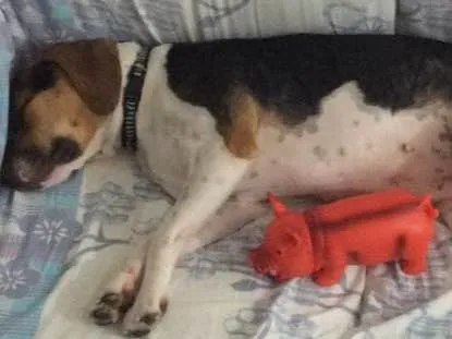 Cachorro ra a Beagle  idade 1 ano nome Amora 