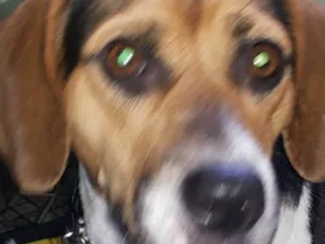 Cachorro raça Beagle  idade 1 ano nome Amora 