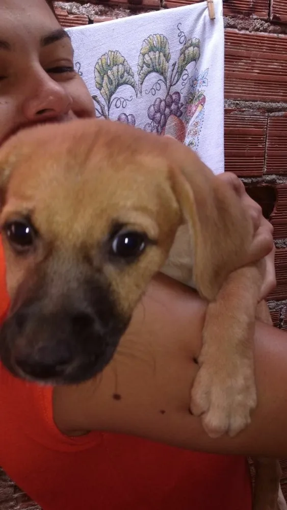 Cachorro ra a SRD  idade 2 a 6 meses nome Filhote( Marlon )