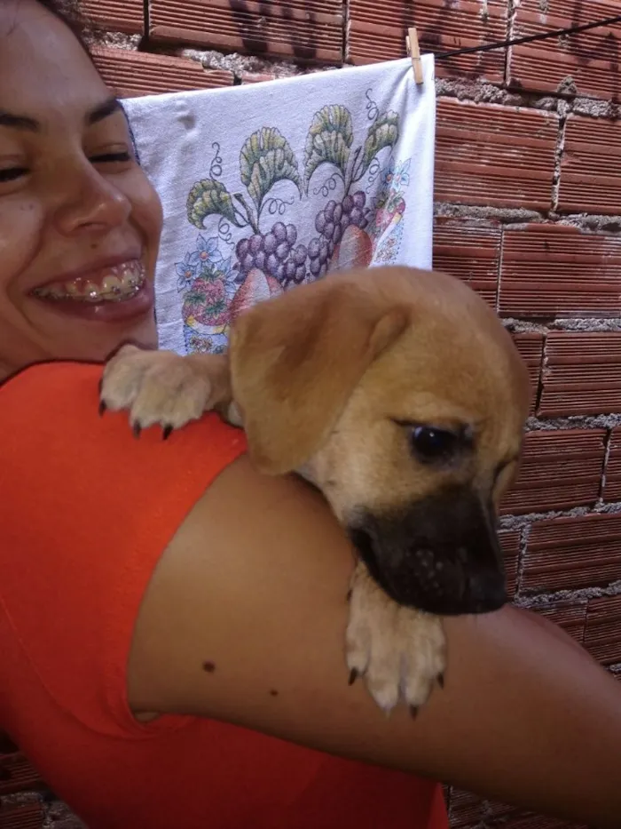 Cachorro ra a SRD  idade 2 a 6 meses nome Filhote( Marlon )