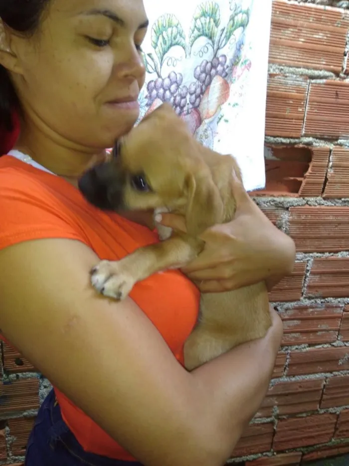 Cachorro ra a SRD  idade 2 a 6 meses nome Filhote( Marlon )