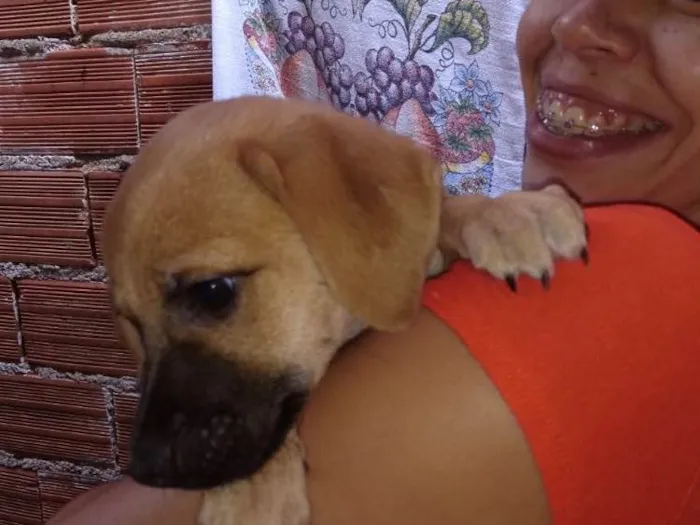 Cachorro ra a SRD  idade 2 a 6 meses nome Filhote( Marlon )