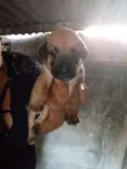 Cachorro