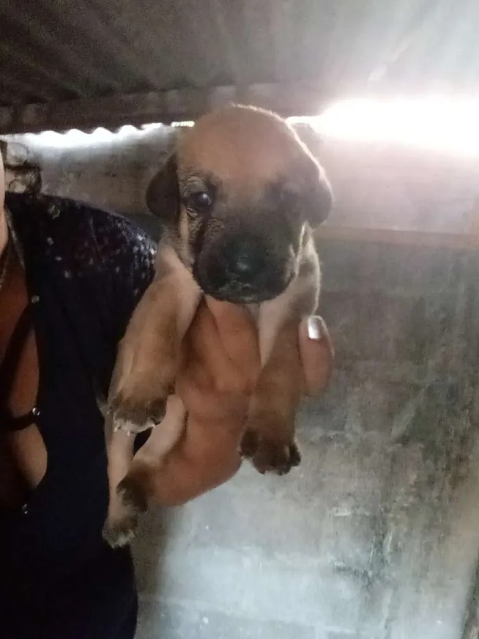 Cachorro raça Labrador com vira lata idade Abaixo de 2 meses nome Cachorro