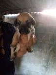 Cachorro