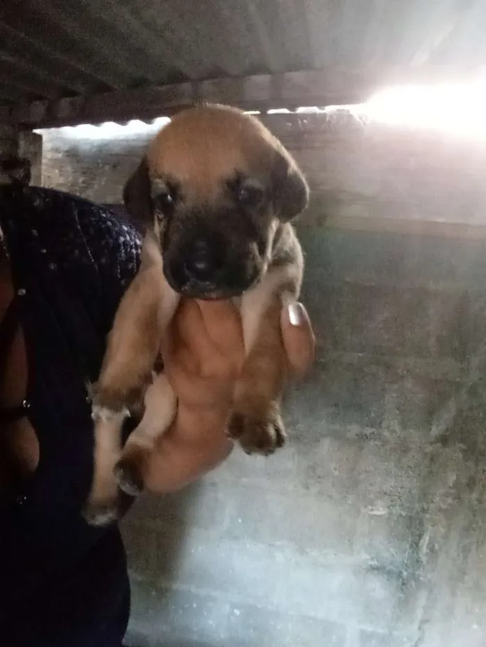 Cachorro raça Labrador com vira lata idade Abaixo de 2 meses nome Cachorro