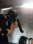 Cachorro