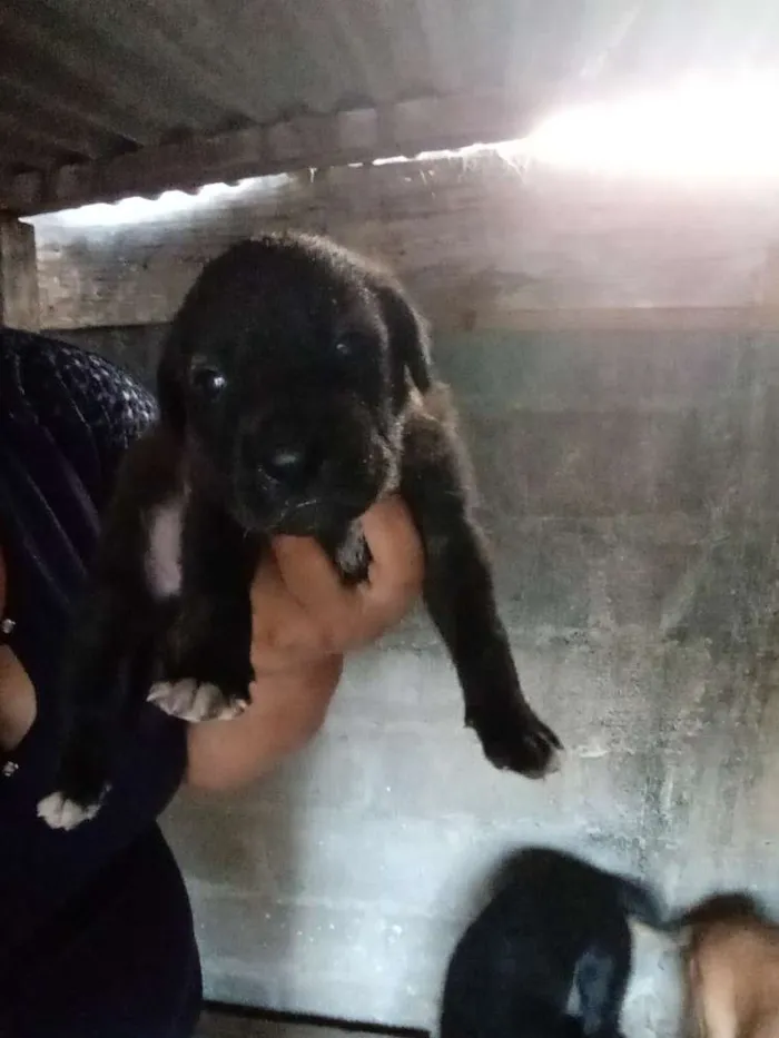 Cachorro raça Labrador com vira lata idade Abaixo de 2 meses nome Cachorro