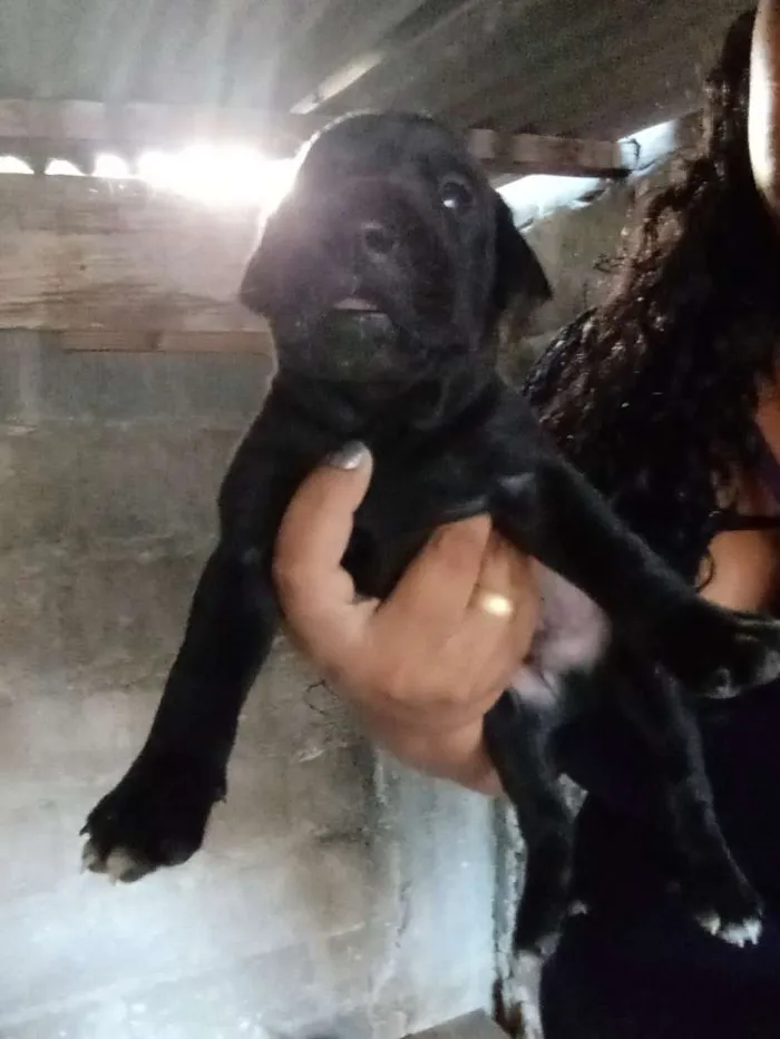 Cachorro raça Labrador com vira lata idade Abaixo de 2 meses nome Cachorro