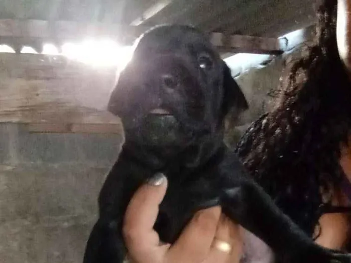 Cachorro raça Labrador com vira lata idade Abaixo de 2 meses nome Cachorro