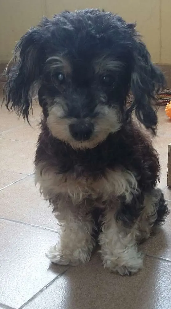 Cachorro ra a Srd idade 6 ou mais anos nome Olavo 