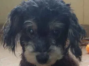 Cachorro raça Srd idade 6 ou mais anos nome Olavo 