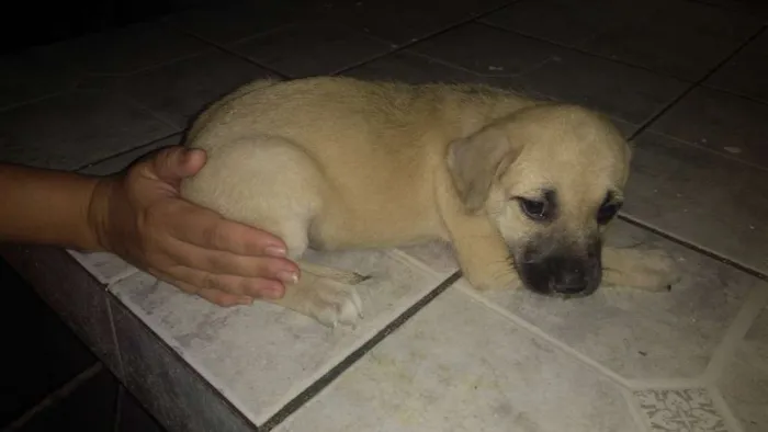 Cachorro ra a SRD idade 2 a 6 meses nome Sem nome