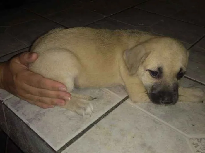 Cachorro ra a SRD idade 2 a 6 meses nome Sem nome