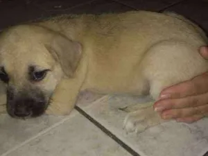 Cachorro raça SRD idade 2 a 6 meses nome Sem nome